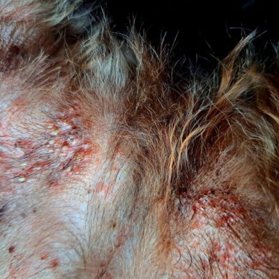 pyoderma without hair4