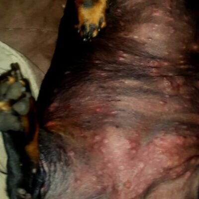 rash on underbelly