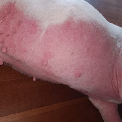 rash on underbelly2