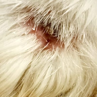 Furry Areas - Therioderm